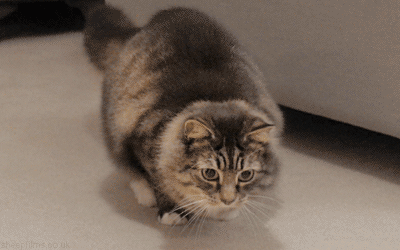 Yolda bir kedi gördünüz ne yaparsınız?