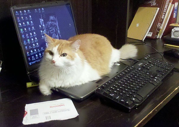 Hep kediler düşecek evet, problem mi var?