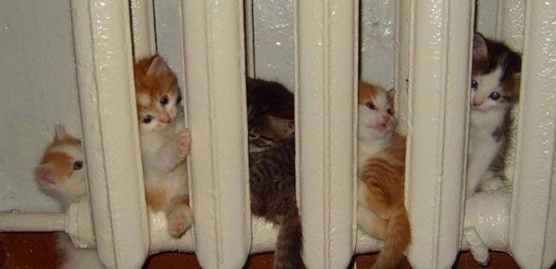 Ne varsa döküm petekte var.