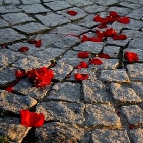 Yollarına Gül Serin