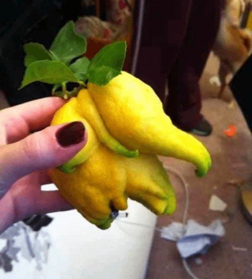 Limon mu olsam fil mi?
