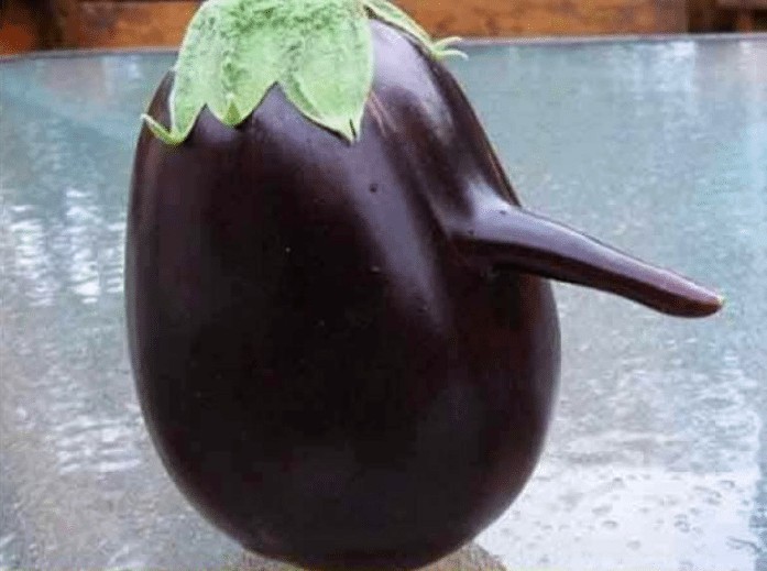 Pinokyo patlıcan