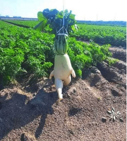 Bıktım usandım gidiyorum buralardan
