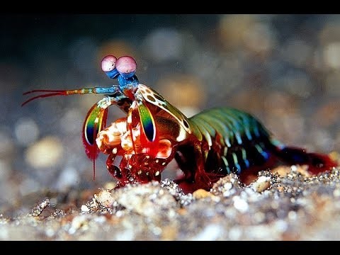 Peygamber Devesi Karidesi (Mantis Karidesi)