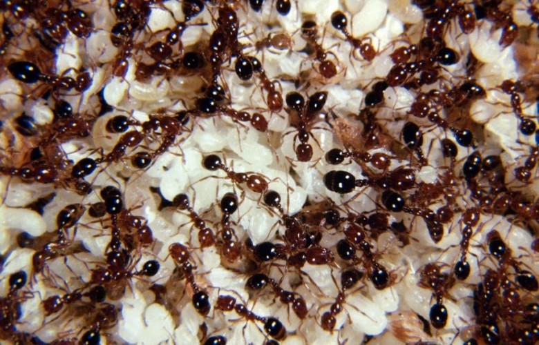 Ordu Karıncalar
