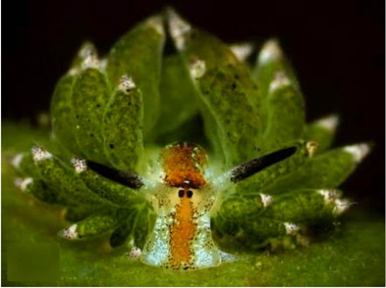 Deniz koyunlarının görüntüsünün yanı sıra başka bir ilginç özelliği daha var; o bitkiler dışında fotosentez yapabilme yeteneğine sahip tek canlı.