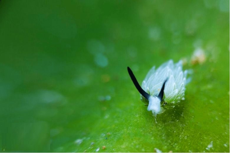 Bu tatlı canlı yosun yiyerek besleniyor ve bu yosunlar sayesinde fotosentez yapabiliyor.