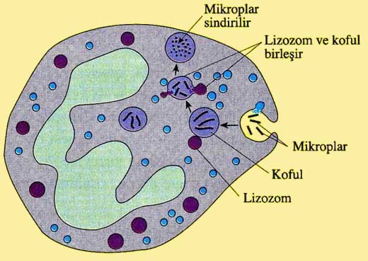 Aşağıdakilerden hangisi bir hücrede bulunan organeldir?