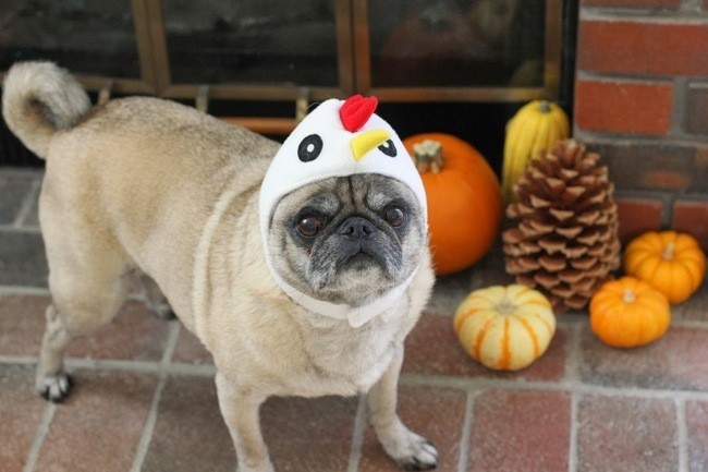 Puglar kostümleri üzerlerinde olağan üstü taşırlar. 