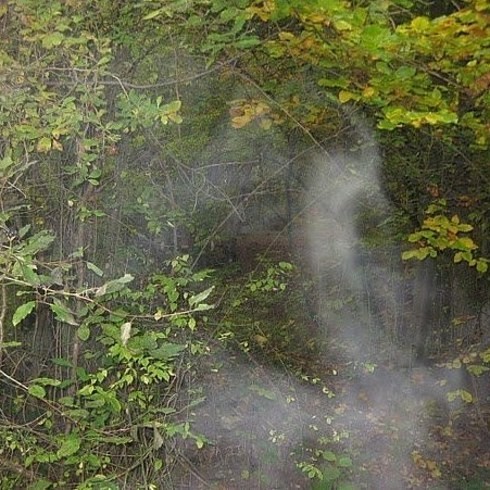 Hoia Baciu Ormanı – Napoca, Romanya