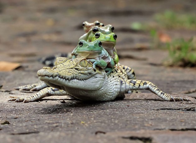Tanto Yensen Cakarta'da fotoğrafçılık yaparken, kurbağa fotoğrafları çekmeye başladı.