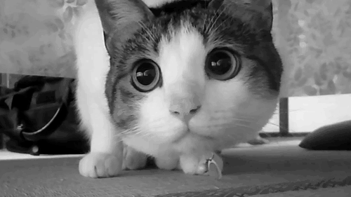 Ayağı Kırık Bir Kedi Görsen Ne Yaparsın ?