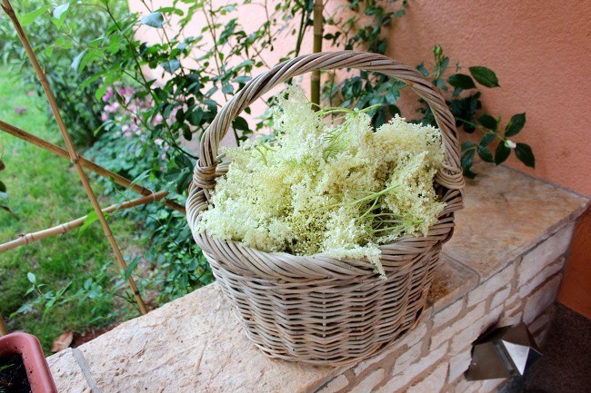 Elderflower Dallar