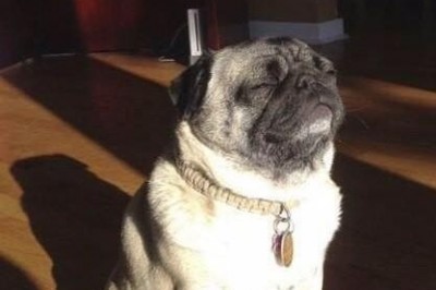 Hareketleriyle Dile Gelen Hayvanlar