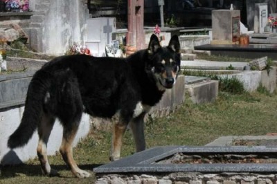 12 Yıldır Sahibinin Mezarında Nöbet Tutan Capitan!