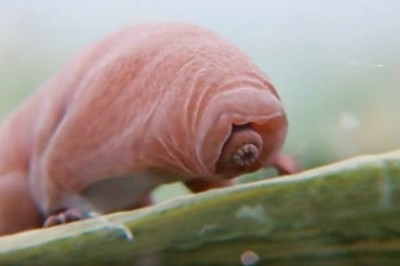 Tardigrade'nin Uzayda Dahi Hayatta Kalabilen Bir Canlı Olduğunu Biliyormuydunuz ?