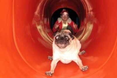 Pug Köpeği Olanların Anlayabileceği #10 Şey