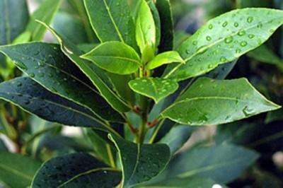 Ormanda kendiliğinden Yetişiyor Ama Ekonomiye Katkısı Her Yıl 40 milyon dolar