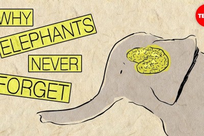 Filler Neden Hiç Unutmuyorlar ?