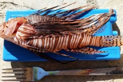 Zehirli Aslan Balığını Doğru Temizlersek Yenebilir