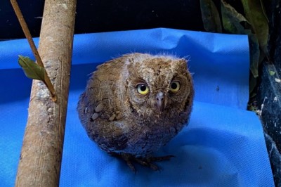 Elle besliyorlardı, avlanır hale geldi