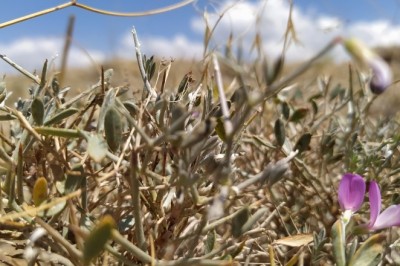 Toprağın son bekçileri: Gevenler