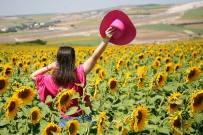 Fotoğraf tutkunlarının yeni adresi: Ayçiçeği tarlaları
