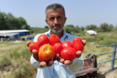 Domates sadece tarlada ucuz