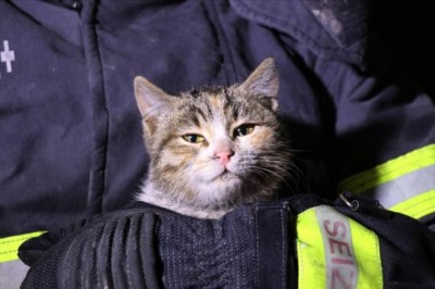 Muğla’daki yangınlarda yaralanan kedi Eskişehir’de tedavi altında