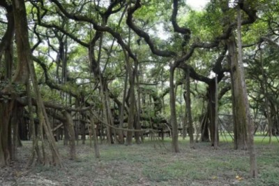 Yangın Ekolojisi Uzmanı açıkladı: “Manavgat yangının uzun ve şiddetli olmasındaki sebep; ince yanıcılar”