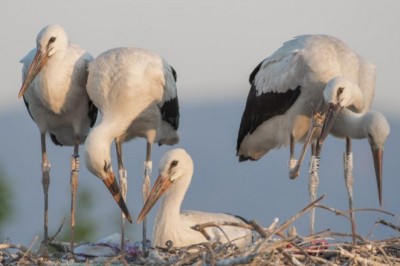 Yaren'in yavrusu Beşnumara yuvadan uçtu...Halka ile uydudan böyle takip ediliyor