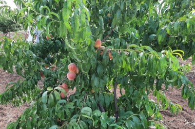 Bağlar'ı özüne kavuşturan doğal görüntüler