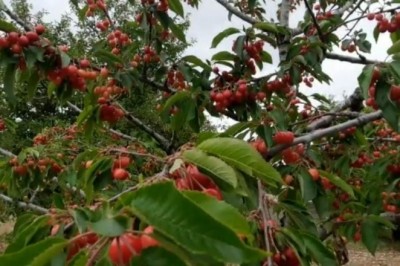 Buda sebil meyve bahçesi