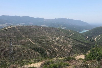 280 futbol sahası büyüklüğünde alan küle dönmüştü, yanan saha 5 ayda yeşile büründü