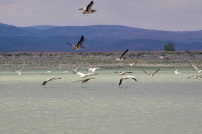 Ak pelikanlar göç hazırlığına kanat çırpıyor