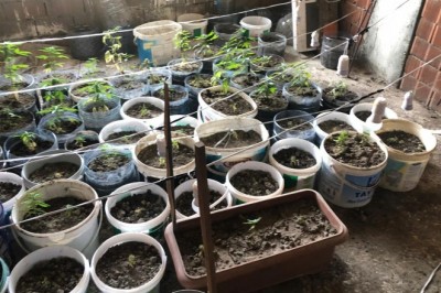 Evini uyuşturucu serasına dönüştürmüş