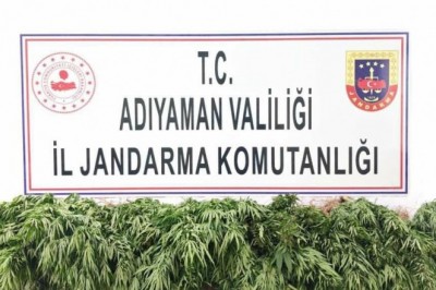 Jandarma kenevir bitkisi ele geçirdi