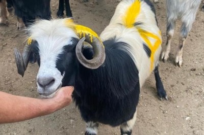 Kurban Bayramı'nda kaçan keçi 20 gün sonra bulundu