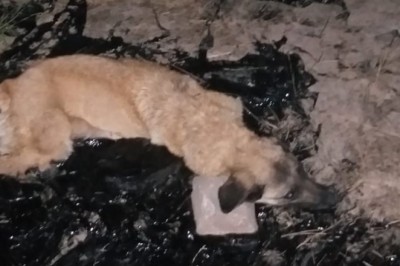 Zift birikintisine düşen köpeği itfaiye ekibi kurtardı