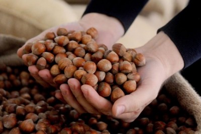 AB ülkelerine 357 ton 930 kilo fındık ihraç edildi