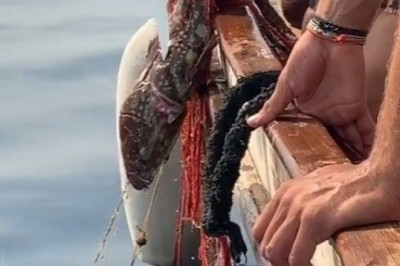 Hayalet ağlara dolanan orfozu kurtardı