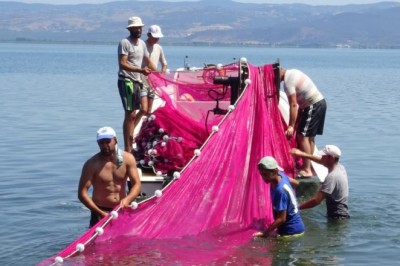 İznik gölünde gümüş balığı popülasyonu balıkçıları tedirgin ediyor