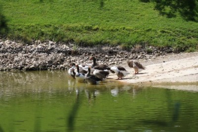 Porsuk Çayı’nda kazlardan görsel şölen