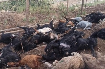 Yıldırım çarpması sonucu 30 hayvan telef oldu