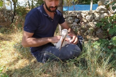 Uçamayan leyleği besleyip yetkililere teslim etti