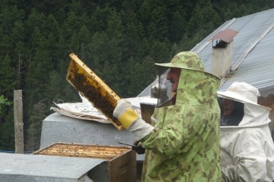Anzer Balı'nda bal sağımı gerçekleştirildi