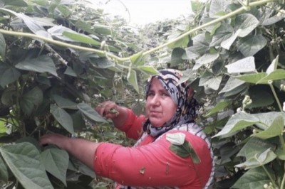 Fasulye fiyatları çiftçinin yüzünü güldürdü