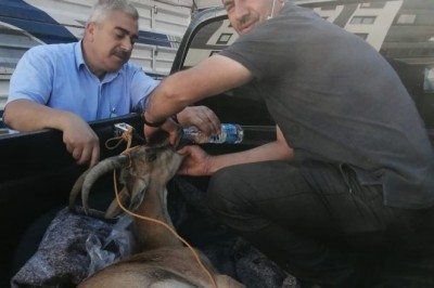 Gözlerinde sorun olan yaban keçisi tedavi altına alındı