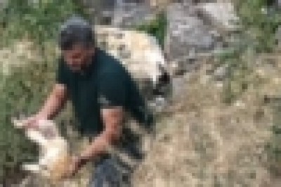 Kars Çayı’nda mahsur kalan yavru köpeği gazeteciler kurtardı