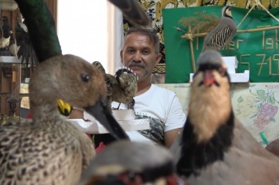 Tahnit ustası av köşkünde doldurduğu kanatlı hayvanları sergiliyor